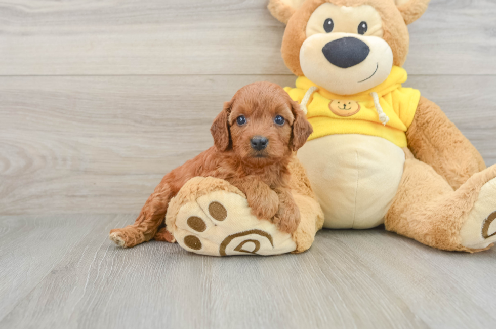 8 week old Cavapoo Puppy For Sale - Seaside Pups