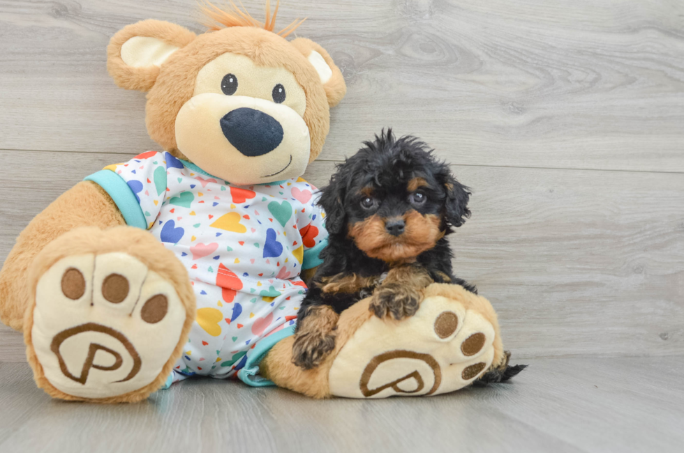 6 week old Cavapoo Puppy For Sale - Seaside Pups