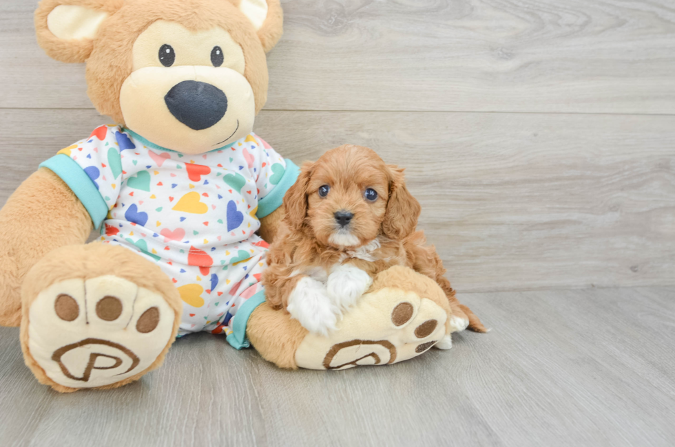 6 week old Cavapoo Puppy For Sale - Seaside Pups