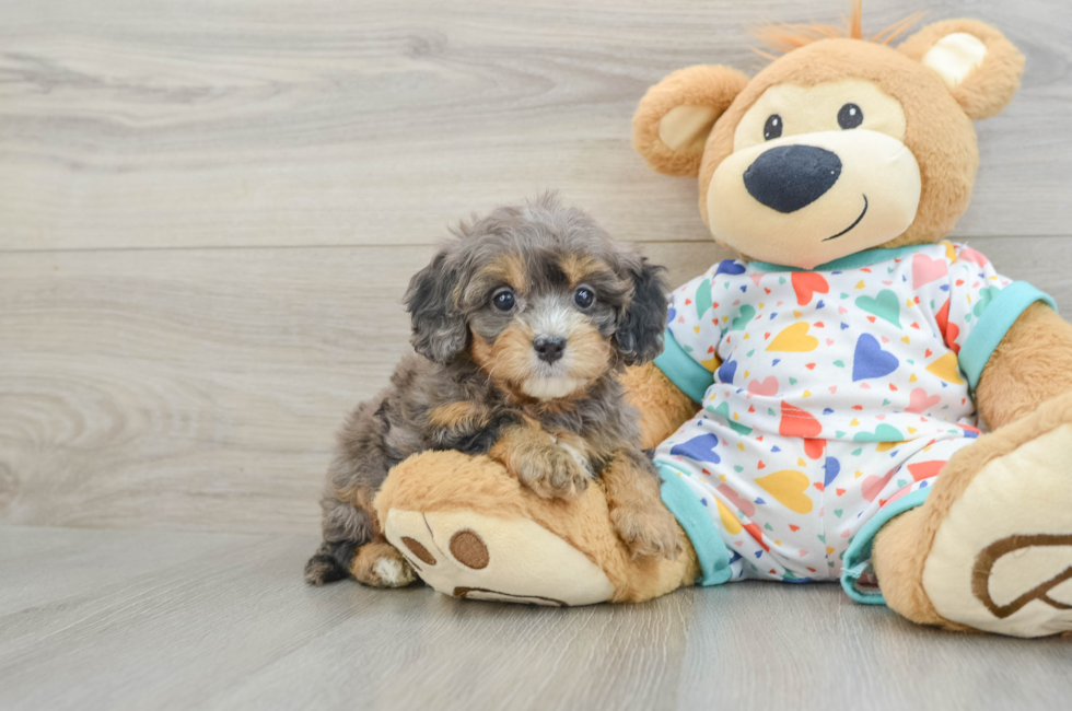 6 week old Cavapoo Puppy For Sale - Seaside Pups