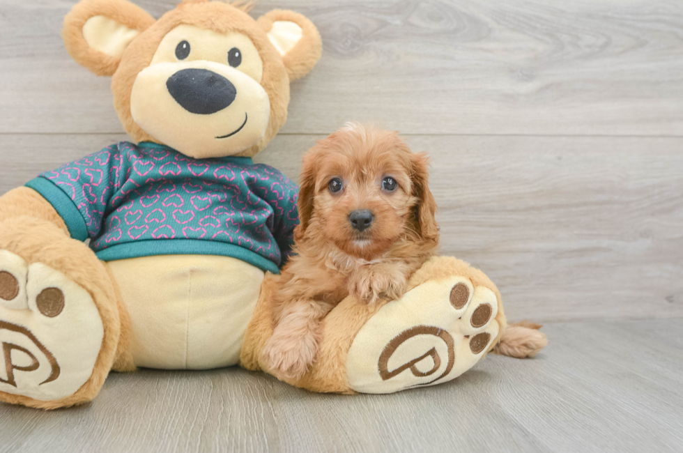 5 week old Cavapoo Puppy For Sale - Seaside Pups