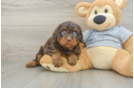 Cute Cavapoo Baby