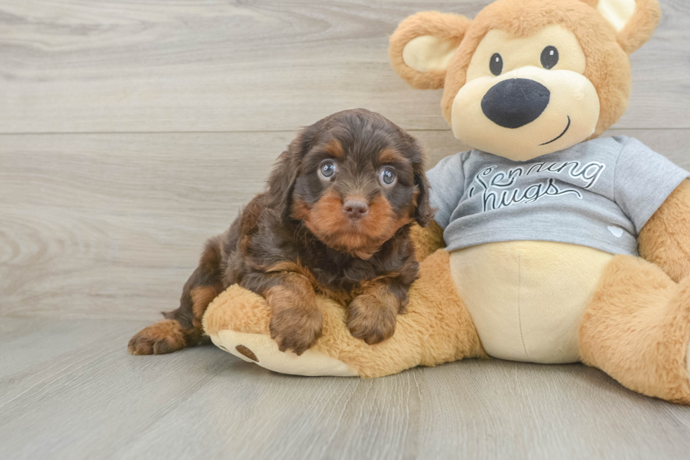 Cute Cavapoo Baby