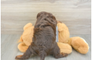 Best Cavapoo Baby