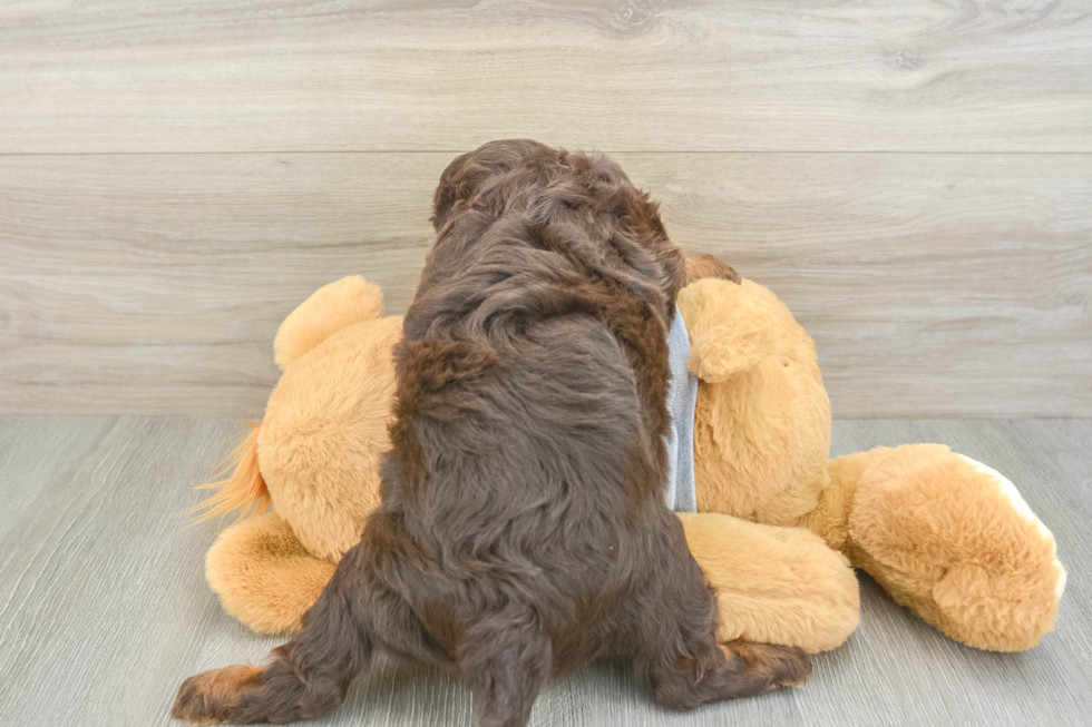 Best Cavapoo Baby