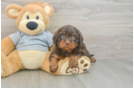 Best Cavapoo Baby