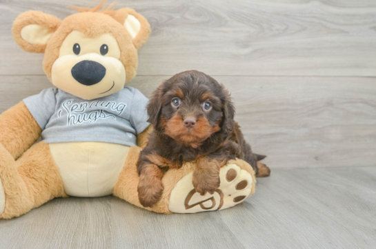 Best Cavapoo Baby