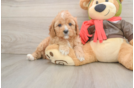 Energetic Cavoodle Poodle Mix Puppy