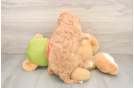 Popular Cavapoo Poodle Mix Pup