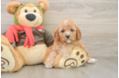 Playful Cavapoodle Poodle Mix Puppy