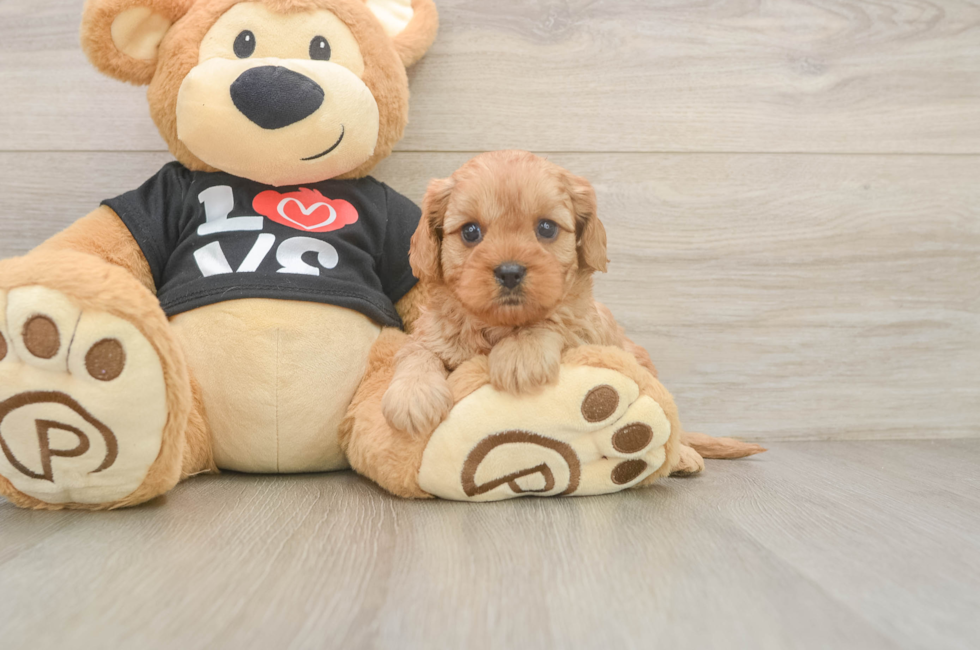5 week old Cavapoo Puppy For Sale - Seaside Pups