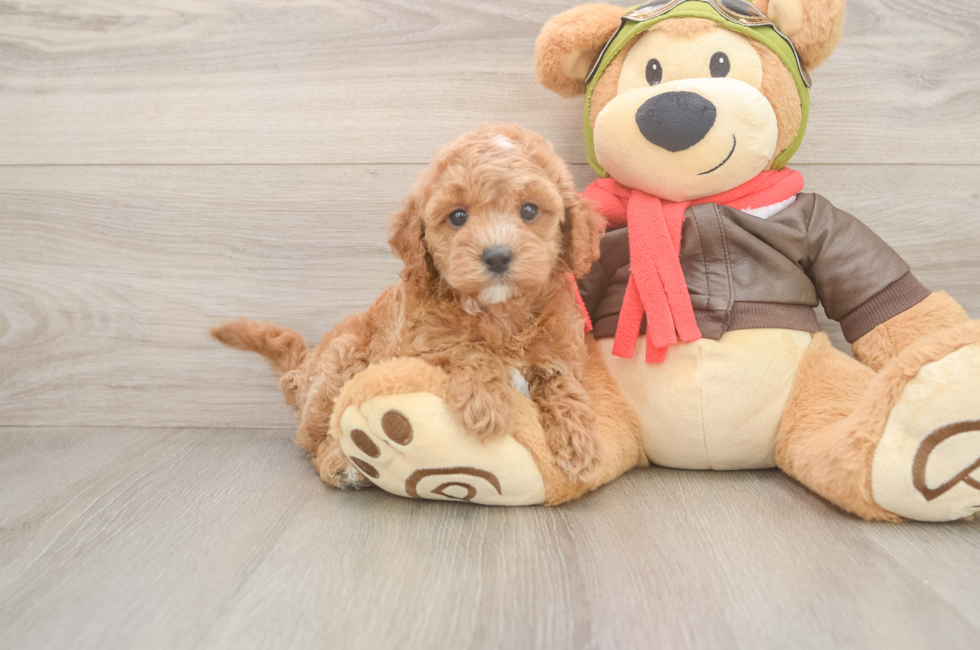 6 week old Cavapoo Puppy For Sale - Seaside Pups