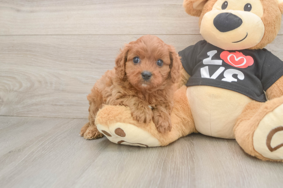 5 week old Cavapoo Puppy For Sale - Seaside Pups