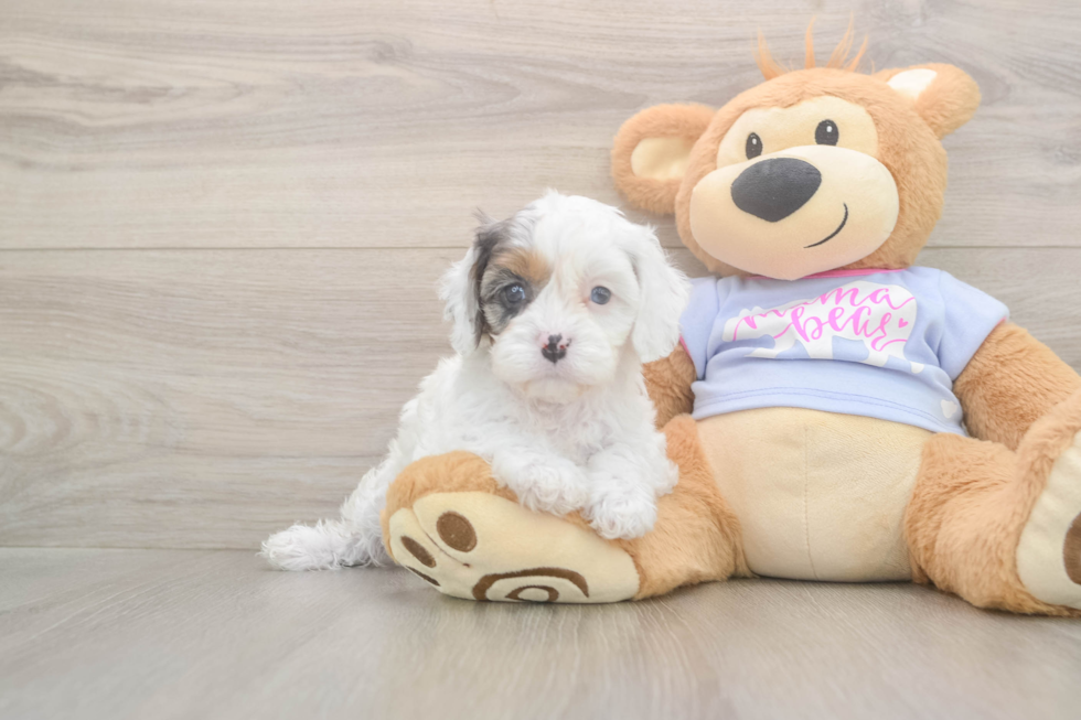 Meet Daria - our Cavapoo Puppy Photo  2/3 - Seaside Pups Playful Cavapoodle Poodle Mix Puppy