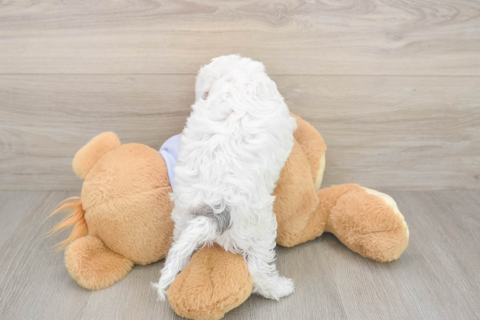 Meet Daria - our Cavapoo Puppy Photo  3/3 - Seaside Pups Cavapoo Pup Being Cute