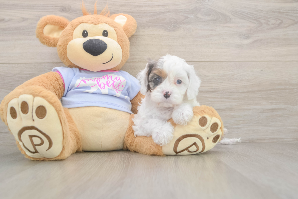 Meet Daria - our Cavapoo Puppy Photo  1/3 - Seaside Pups Petite Cavapoo Poodle Mix Pup