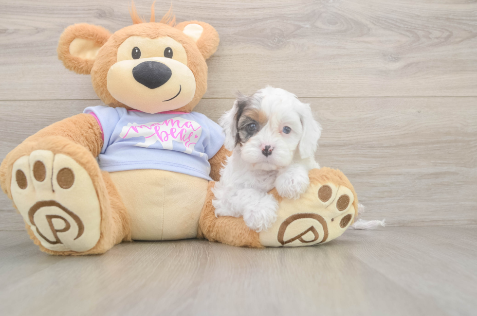 5 week old Cavapoo Puppy For Sale - Seaside Pups