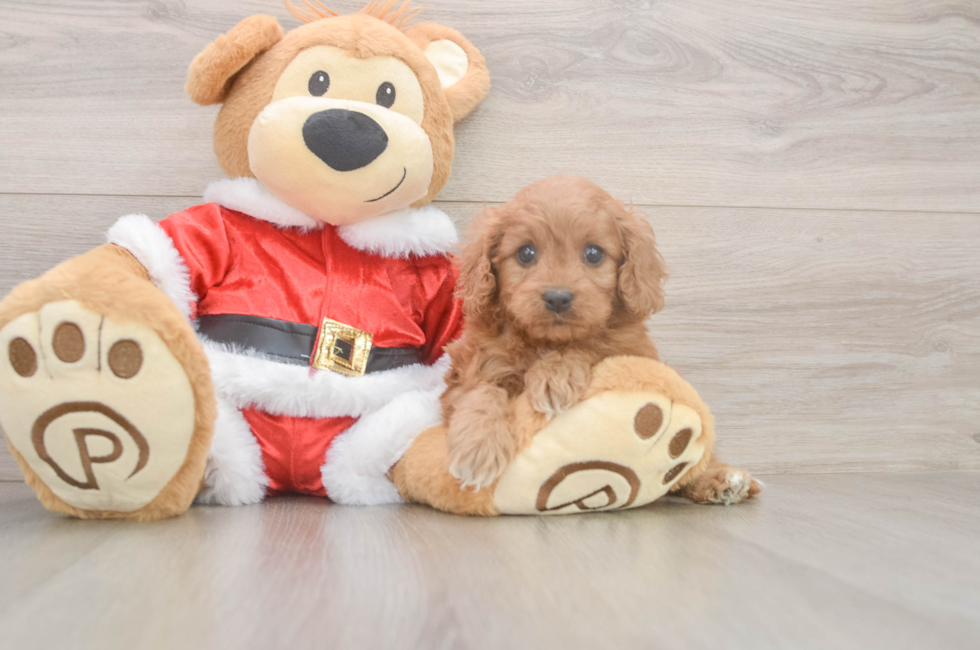 5 week old Cavapoo Puppy For Sale - Seaside Pups