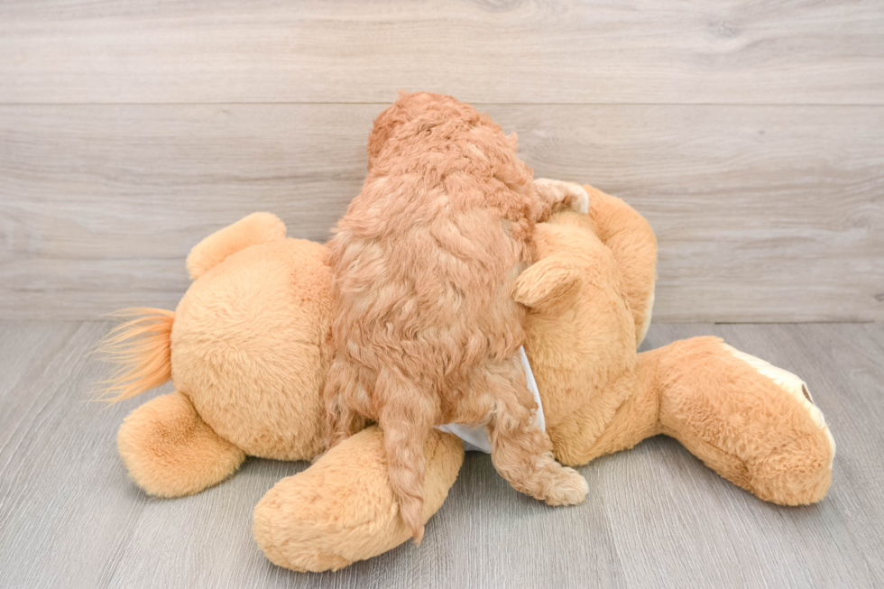 Cavapoo Pup Being Cute