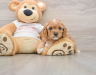 8 week old Cavapoo Puppy For Sale - Seaside Pups