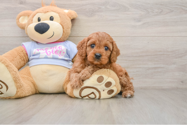 Cavapoo Puppy for Adoption