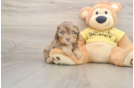 Little Cavipoo Poodle Mix Puppy