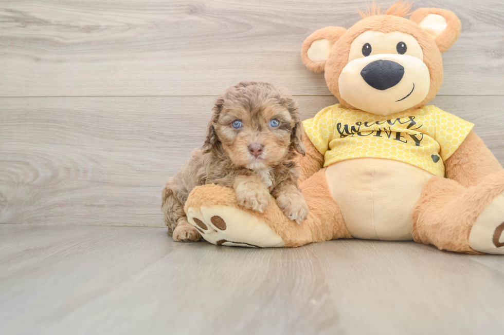 Little Cavipoo Poodle Mix Puppy
