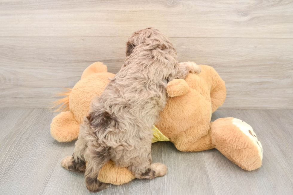 Hypoallergenic Cavadoodle Poodle Mix Puppy