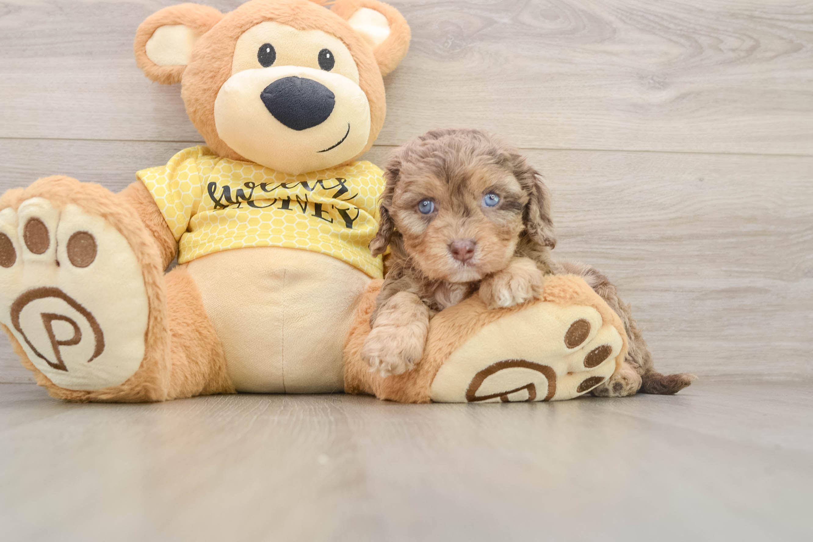 Cavapoo Pup Being Cute