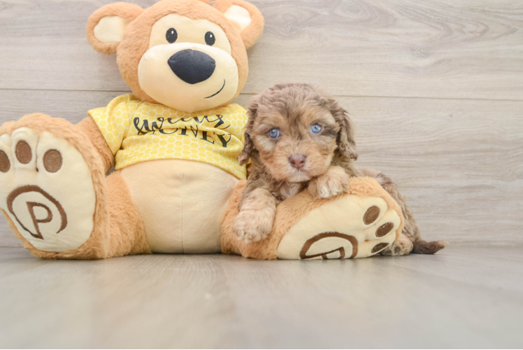 Cavapoo Pup Being Cute