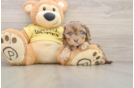 Cavapoo Pup Being Cute