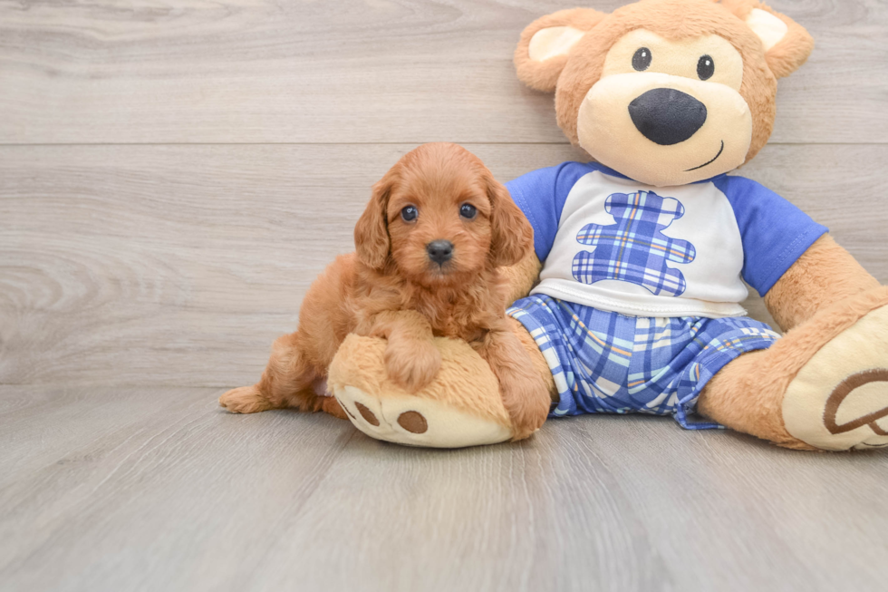 Playful Cavapoodle Poodle Mix Puppy