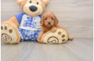 Cavapoo Pup Being Cute