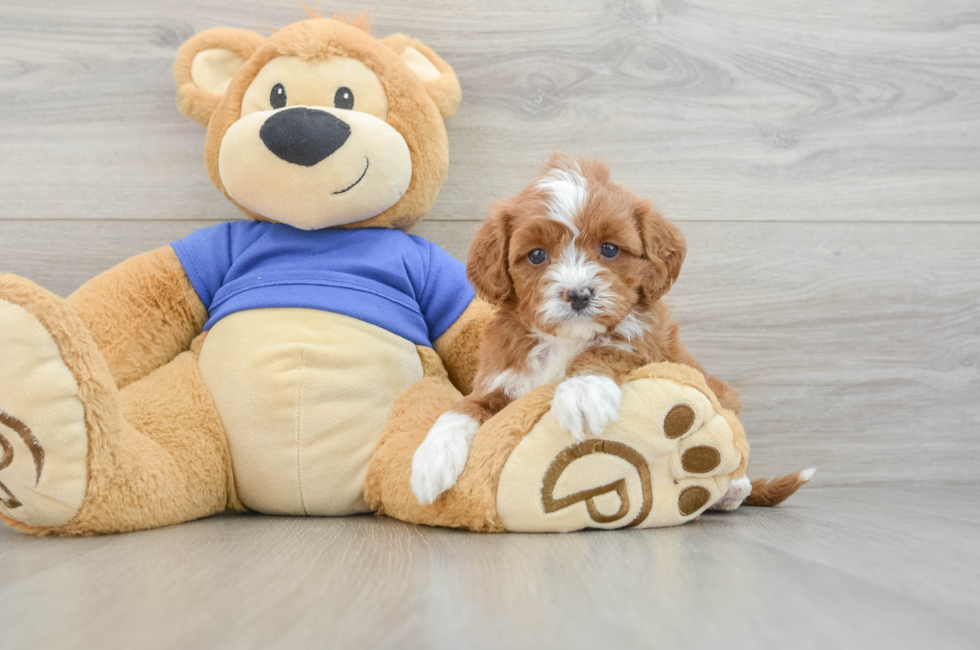 6 week old Cavapoo Puppy For Sale - Seaside Pups