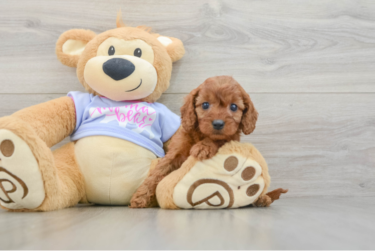 Little Cavipoo Poodle Mix Puppy