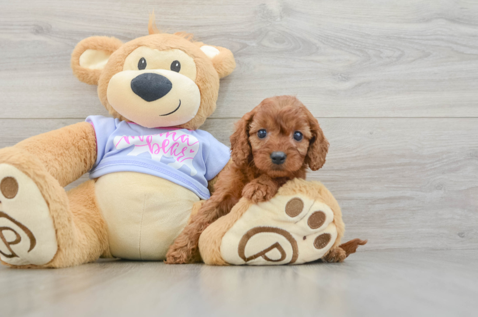 6 week old Cavapoo Puppy For Sale - Seaside Pups