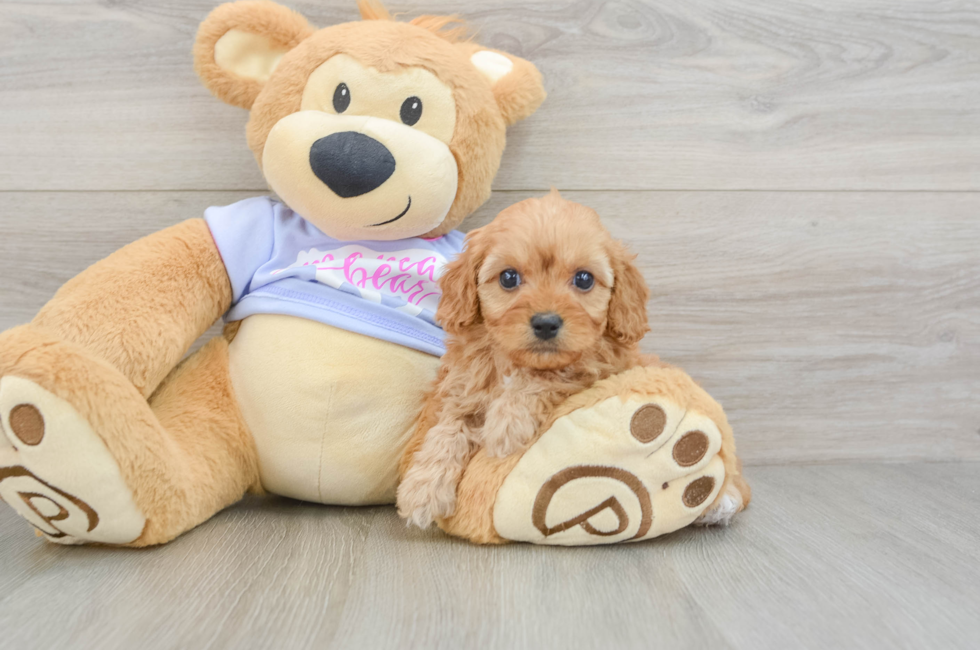 6 week old Cavapoo Puppy For Sale - Seaside Pups