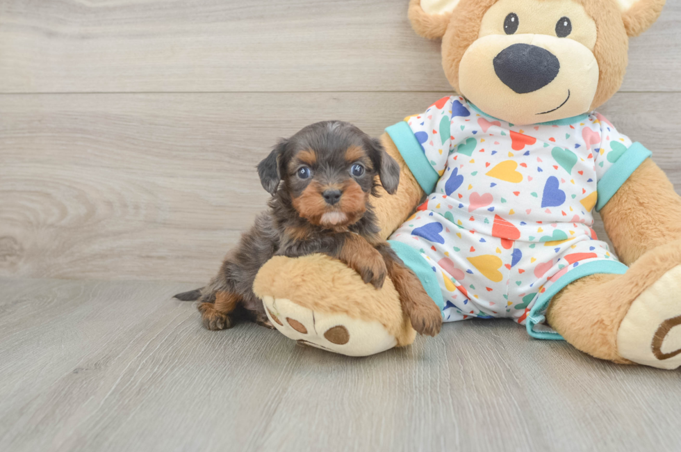 5 week old Cavapoo Puppy For Sale - Seaside Pups