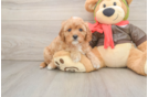 Friendly Cavapoo Baby