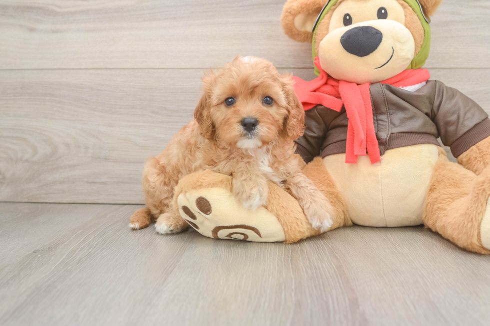 Friendly Cavapoo Baby