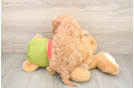Cavapoo Pup Being Cute