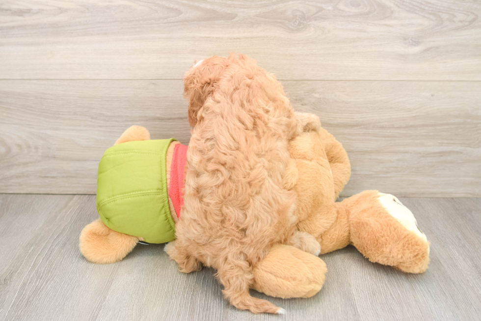 Cavapoo Pup Being Cute