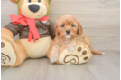Happy Cavapoo Baby