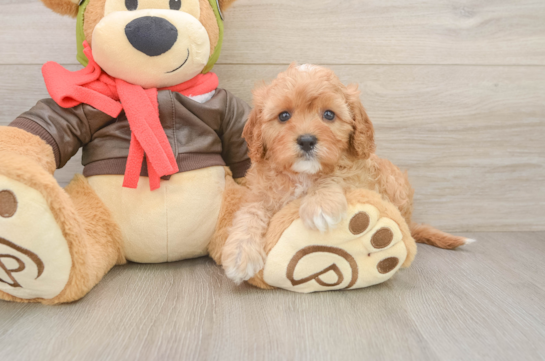 Happy Cavapoo Baby