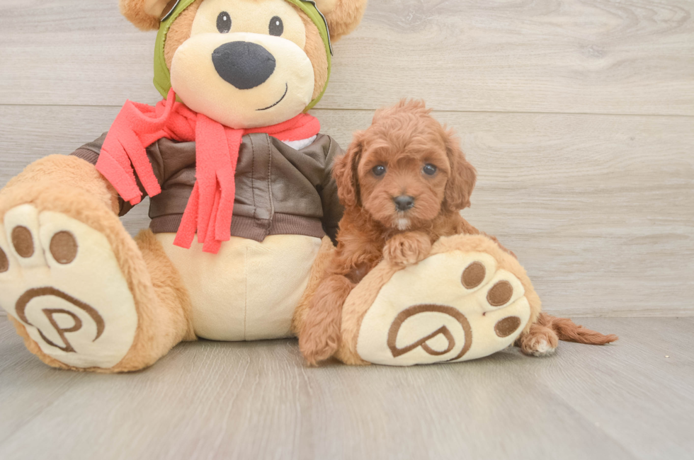6 week old Cavapoo Puppy For Sale - Seaside Pups