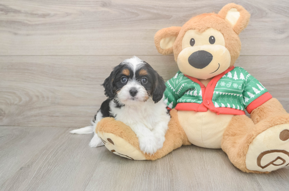 6 week old Cavapoo Puppy For Sale - Seaside Pups