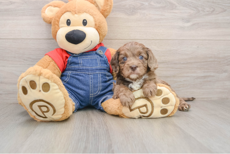 Sweet Cavapoo Baby