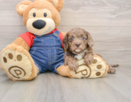 9 week old Cavapoo Puppy For Sale - Seaside Pups