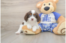 Best Cavapoo Baby