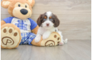 Best Cavapoo Baby